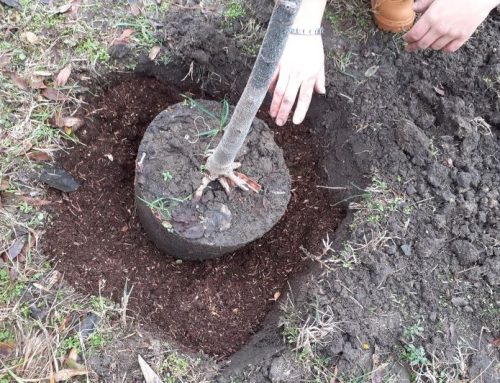 Лист по лист в центъра на Варна